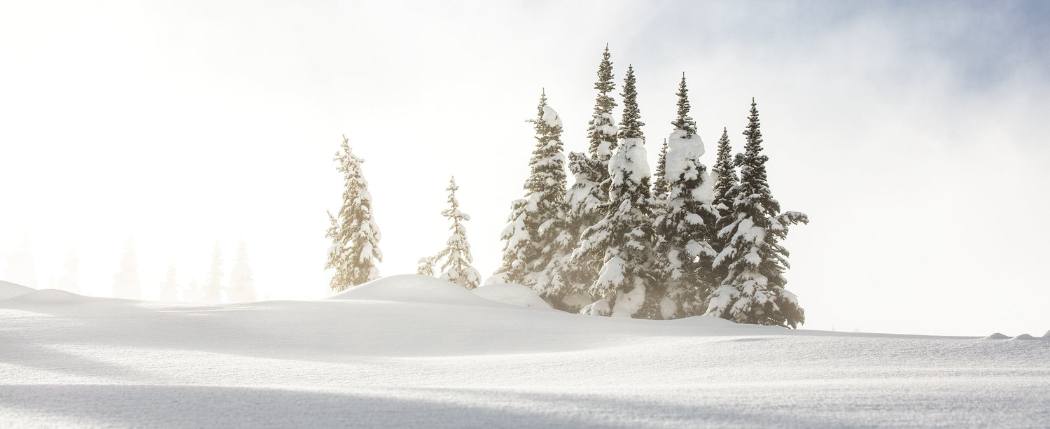 A snowy scene of evergreens atop a mountain.